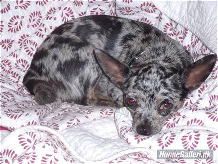 Blanding af racer Dina  (Himmelhund) - Billede fra tidligere ejer. billede 5