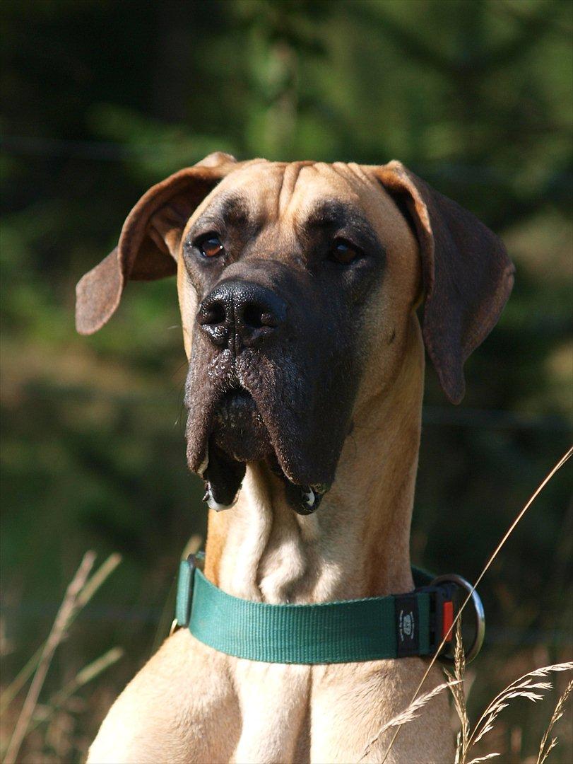 Grand danois Scooby Doo *den klareste stjerne på himlen* billede 15