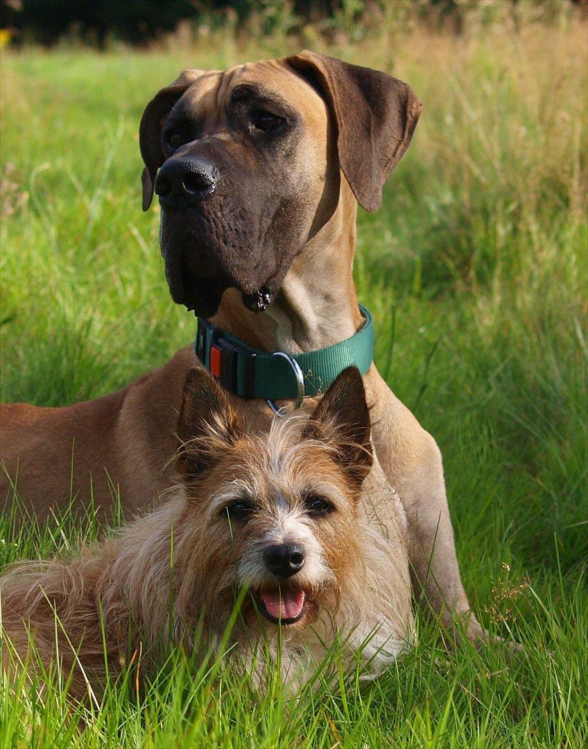 Grand danois Scooby Doo *den klareste stjerne på himlen* billede 16