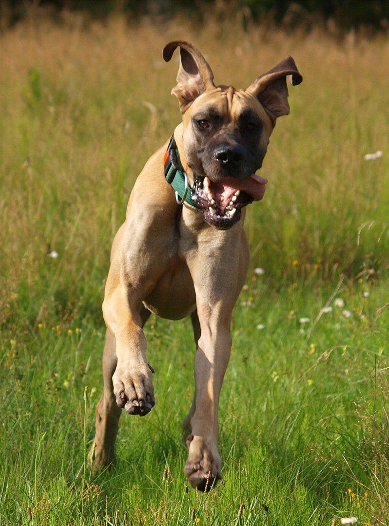 Grand danois Scooby Doo *den klareste stjerne på himlen* billede 17
