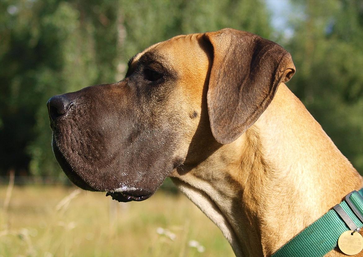 Grand danois Scooby Doo *den klareste stjerne på himlen* billede 18
