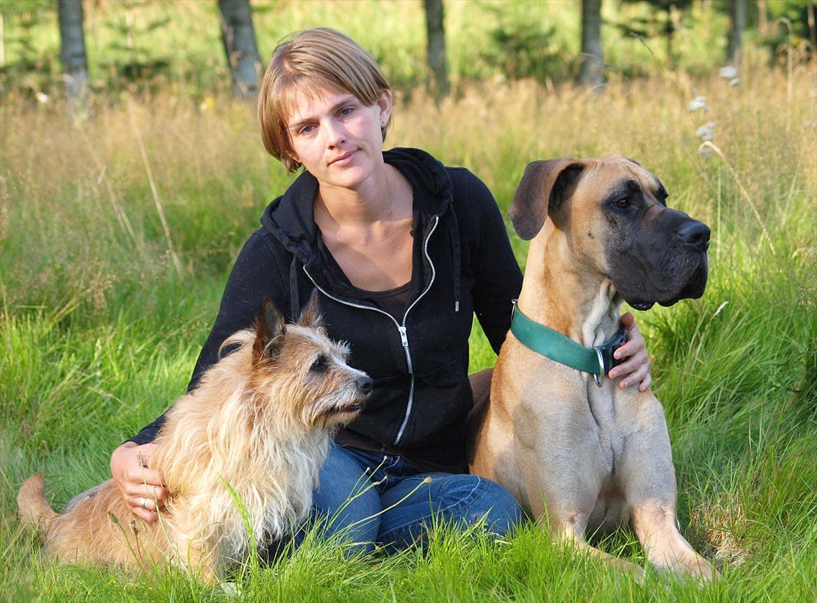 Grand danois Scooby Doo *den klareste stjerne på himlen* billede 19