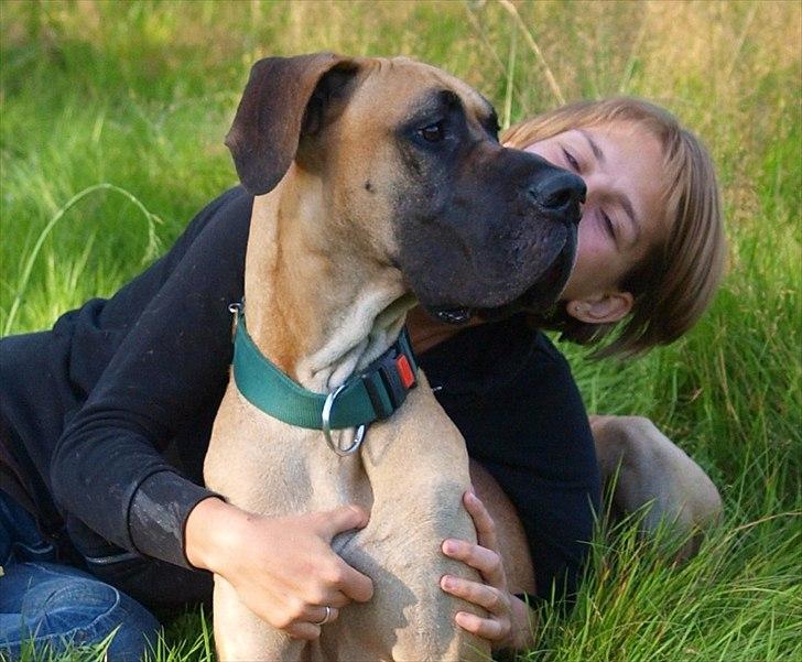 Grand danois Scooby Doo *den klareste stjerne på himlen* billede 20