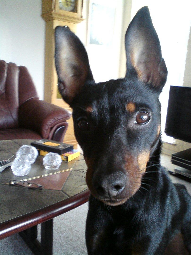 Dvaergpinscher Rødkildes - Gizmo billede 16