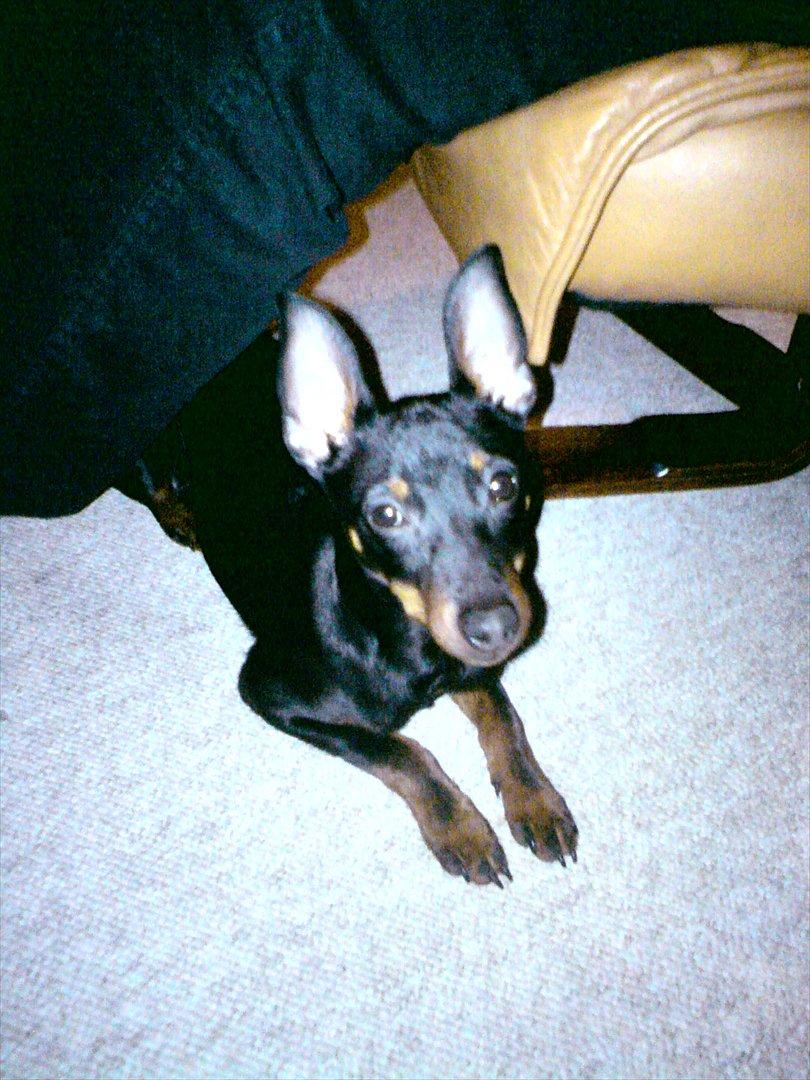 Dvaergpinscher Rødkildes - Gizmo billede 17