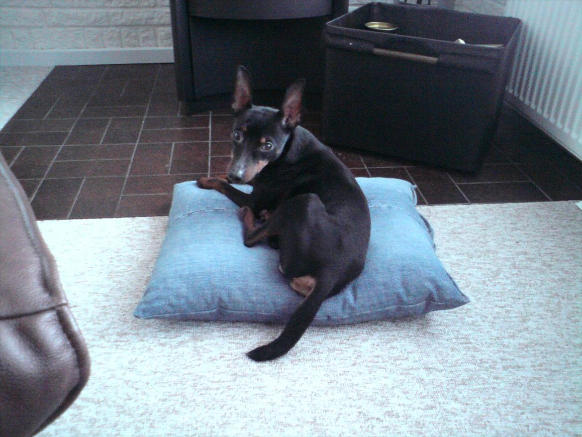 Dvaergpinscher Rødkildes - Gizmo billede 18