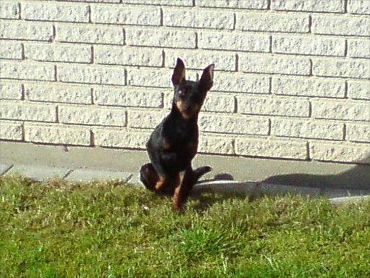 Dvaergpinscher Rødkildes - Gizmo - Her sidder jeg lige i solen og hygger mig.  billede 19