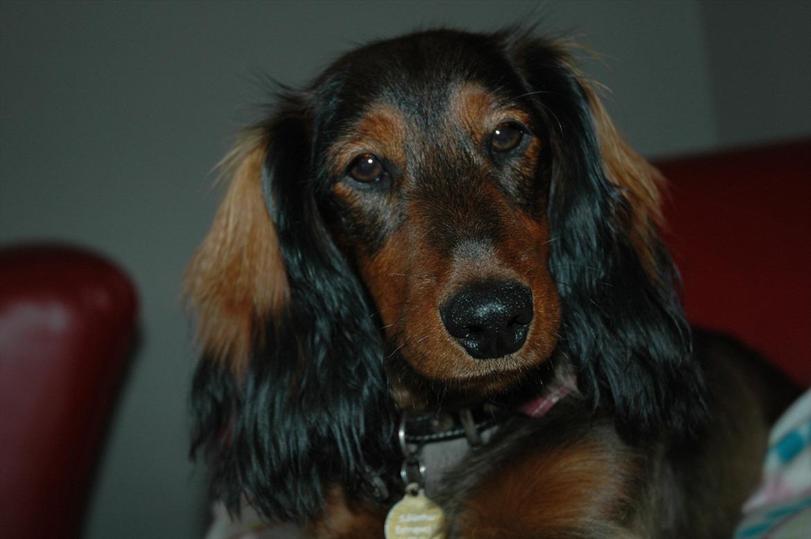 Blanding af racer Bølle billede 2