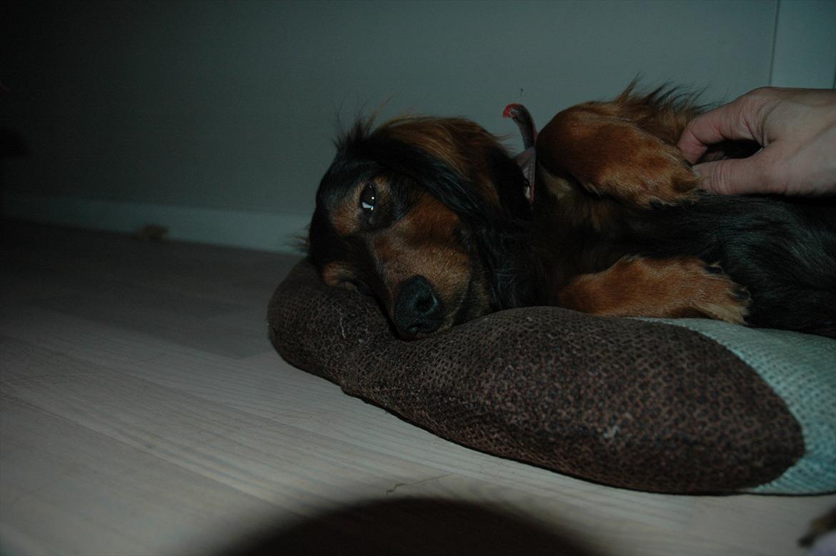 Blanding af racer Bølle billede 11