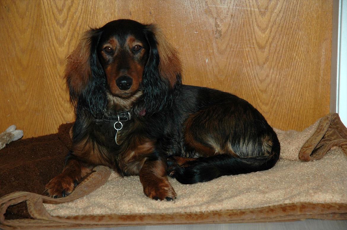 Blanding af racer Bølle billede 3