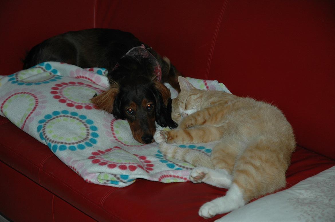 Blanding af racer Bølle billede 7