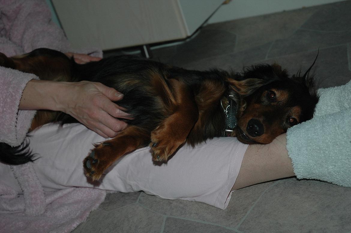 Blanding af racer Bølle billede 8