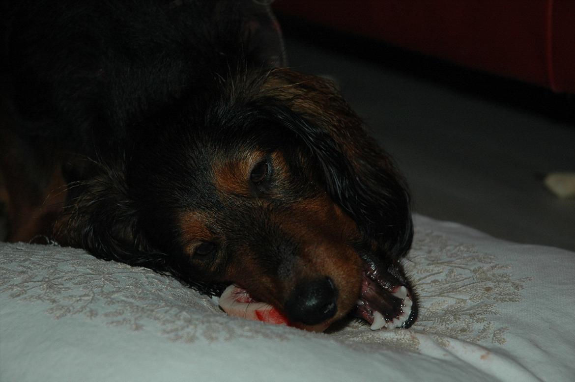 Blanding af racer Bølle billede 10