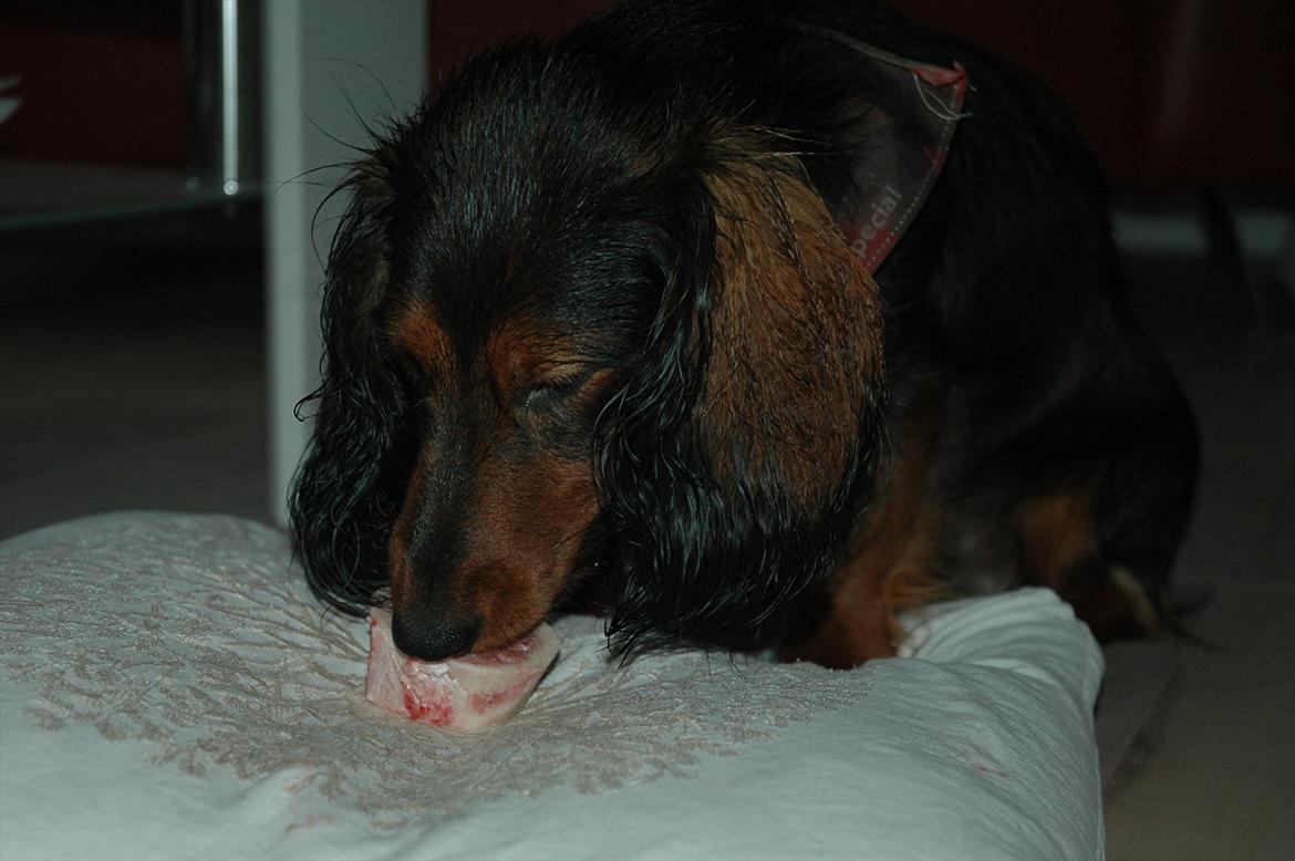 Blanding af racer Bølle billede 12