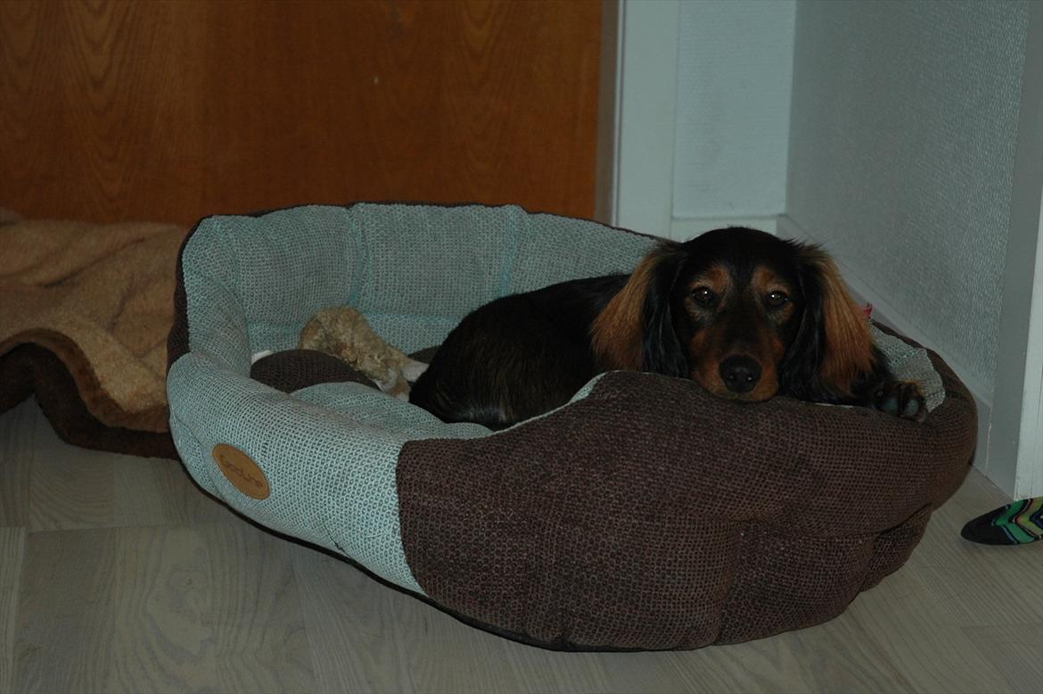 Blanding af racer Bølle billede 9