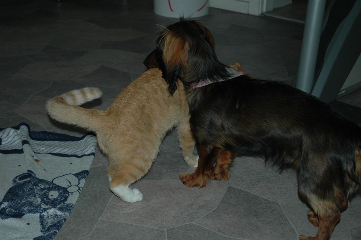 Blanding af racer Bølle billede 13