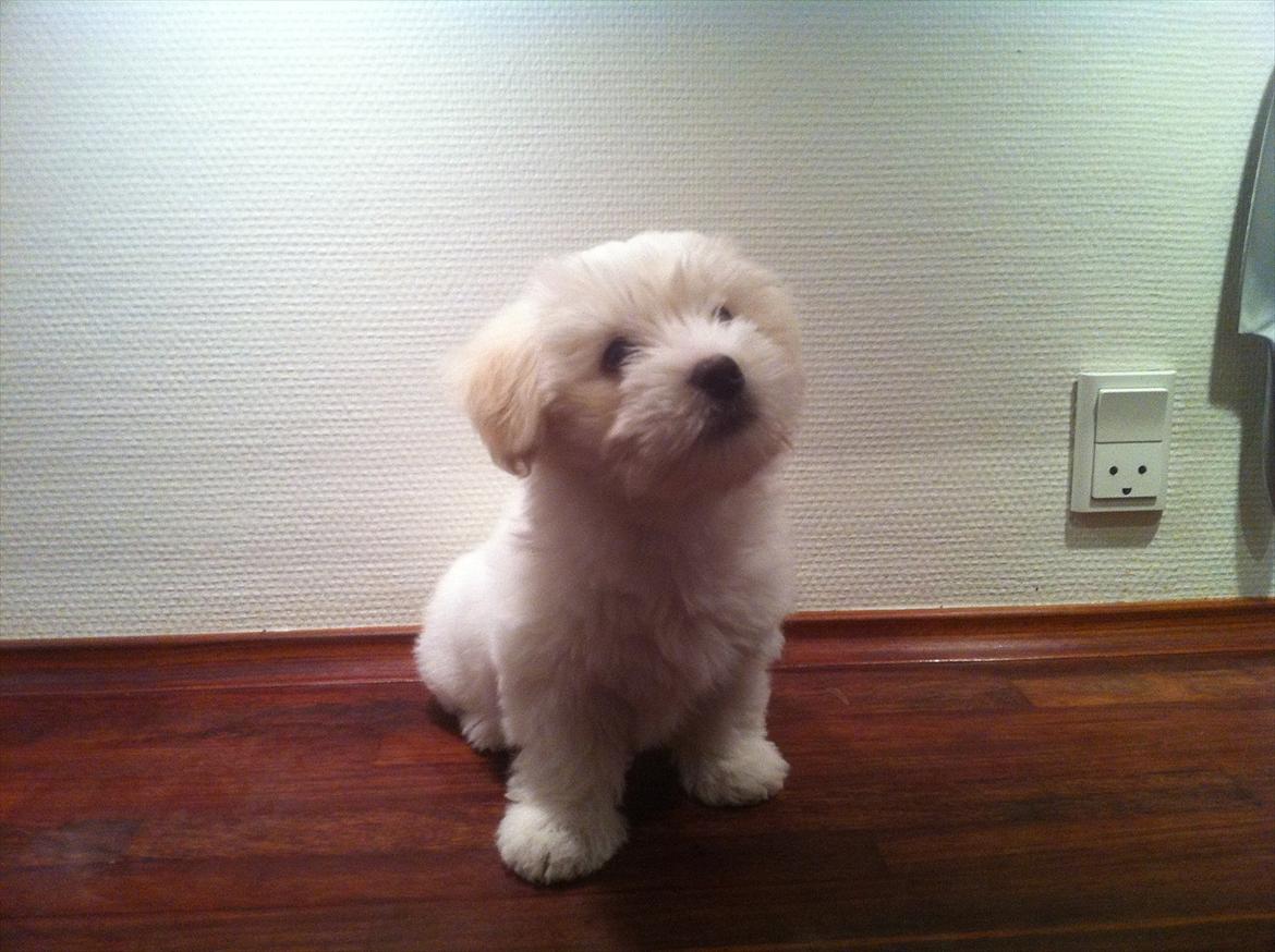 Coton de tulear Klostergaardens Cookie billede 3