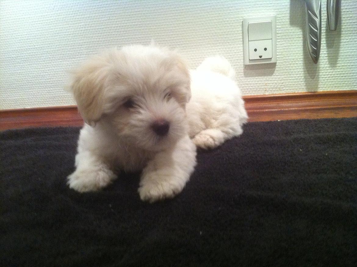 Coton de tulear Klostergaardens Cookie billede 6