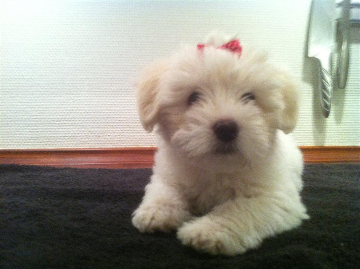 Coton de tulear Klostergaardens Cookie - Første gang med sløjfe billede 7