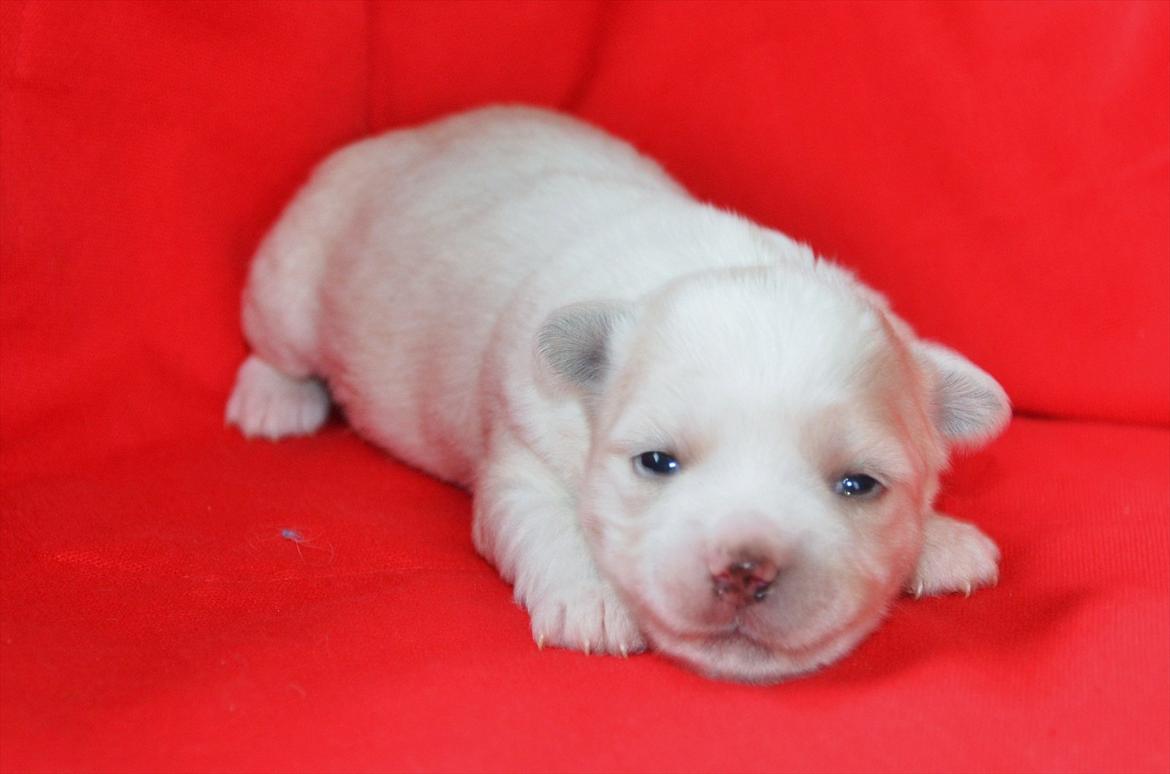 Coton de tulear Klostergaardens Cookie - 2-3 Uger billede 16