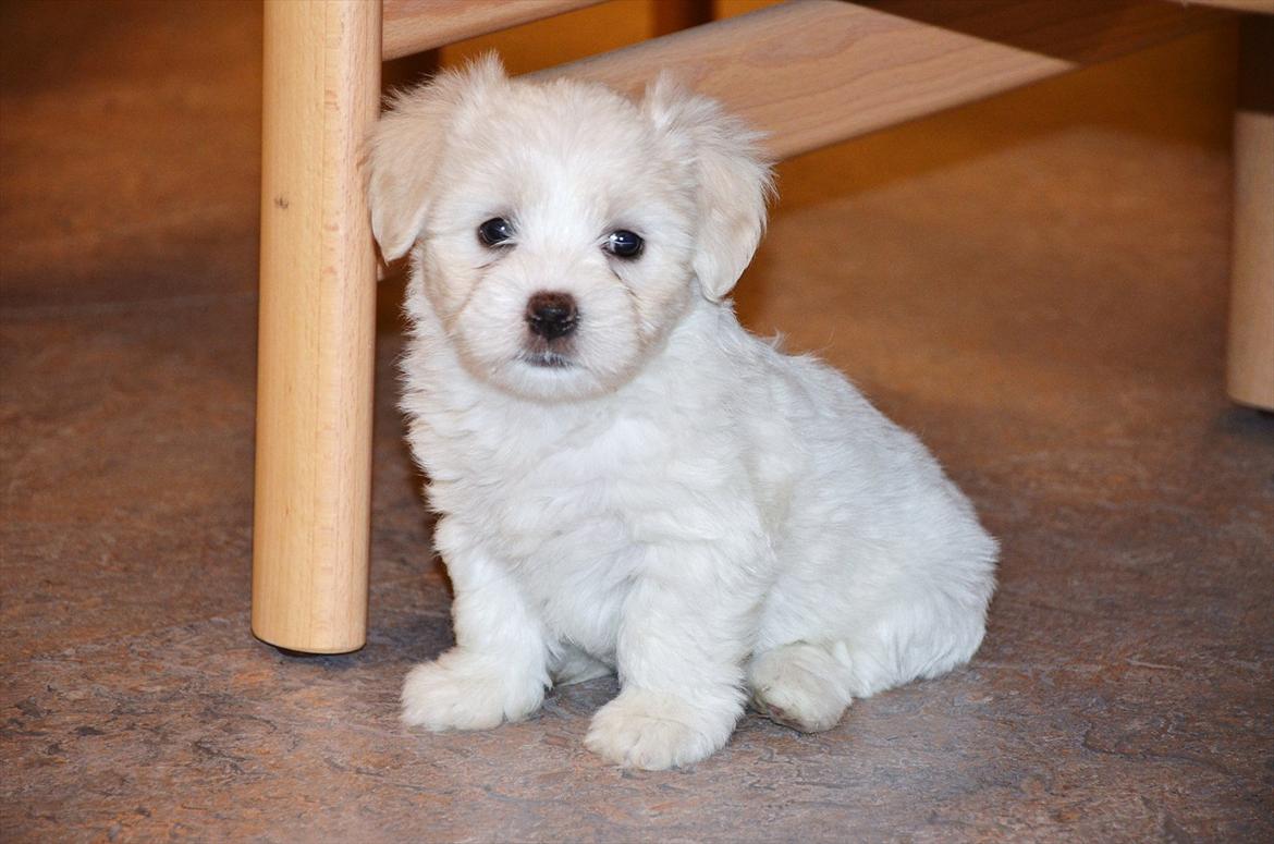 Coton de tulear Klostergaardens Cookie - På plejehjem (5 Uger) billede 12