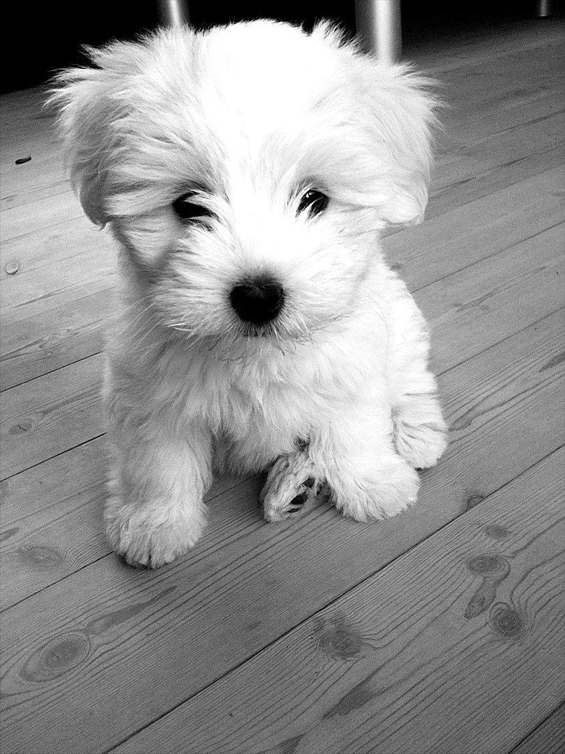 Coton de tulear Klostergaardens Cookie - Charmetrold! billede 1