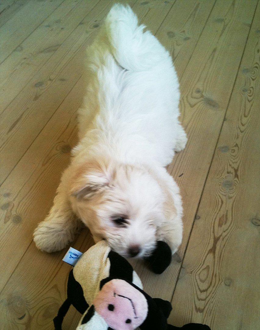 Coton de tulear Klostergaardens Cookie - Riv o'høj! billede 10