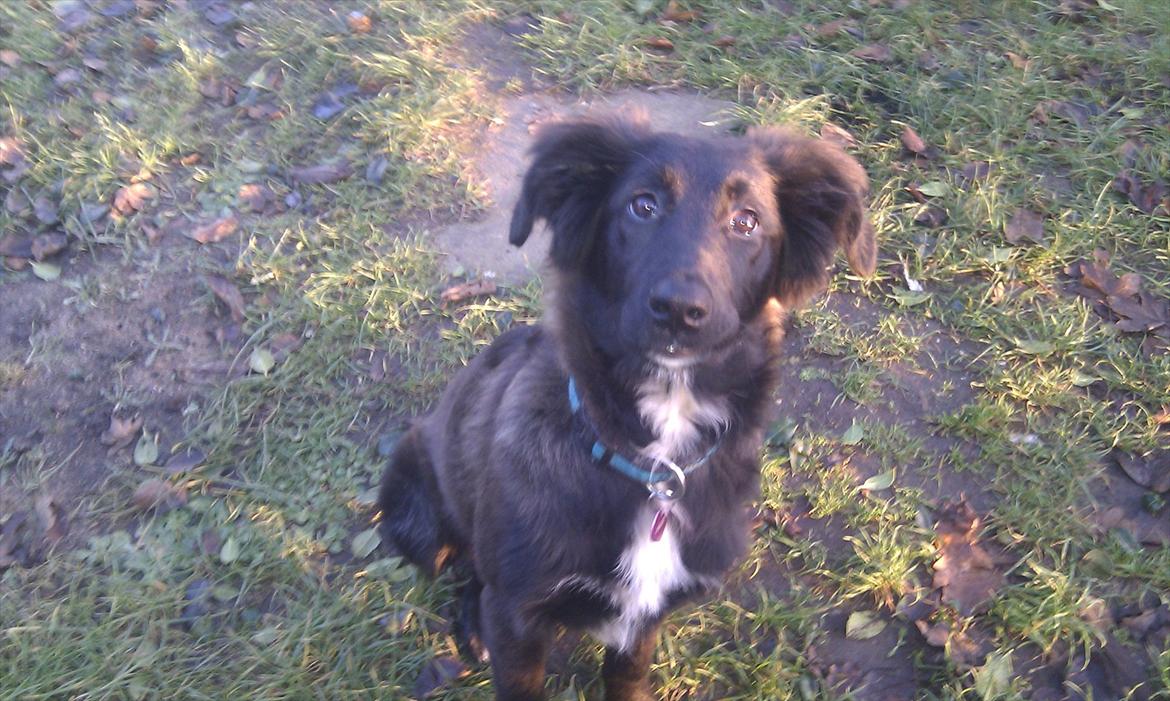 Blanding af racer Ozzie billede 1