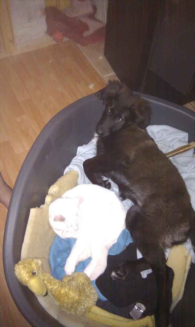 Blanding af racer Ozzie billede 2