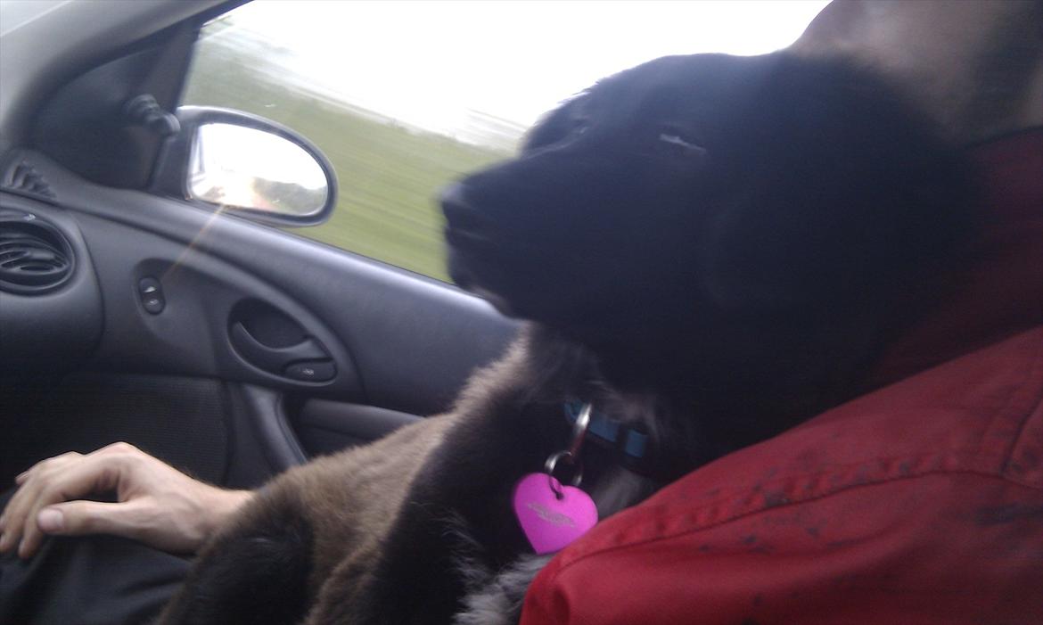 Blanding af racer Ozzie billede 3