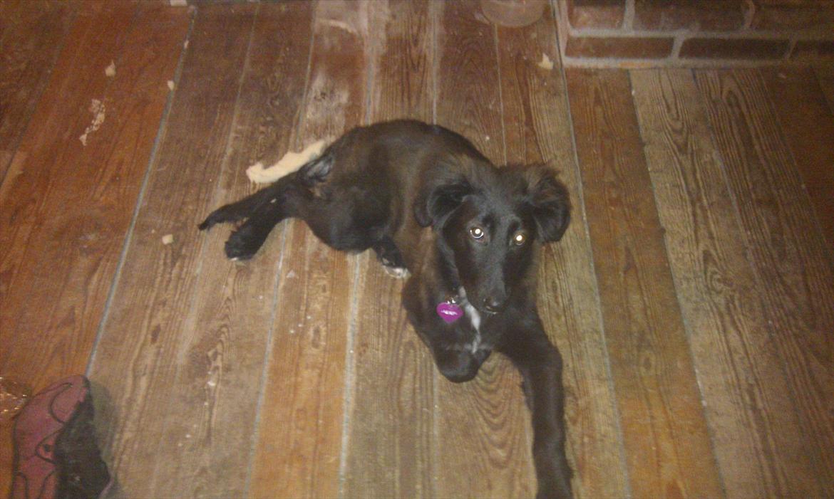 Blanding af racer Ozzie billede 4