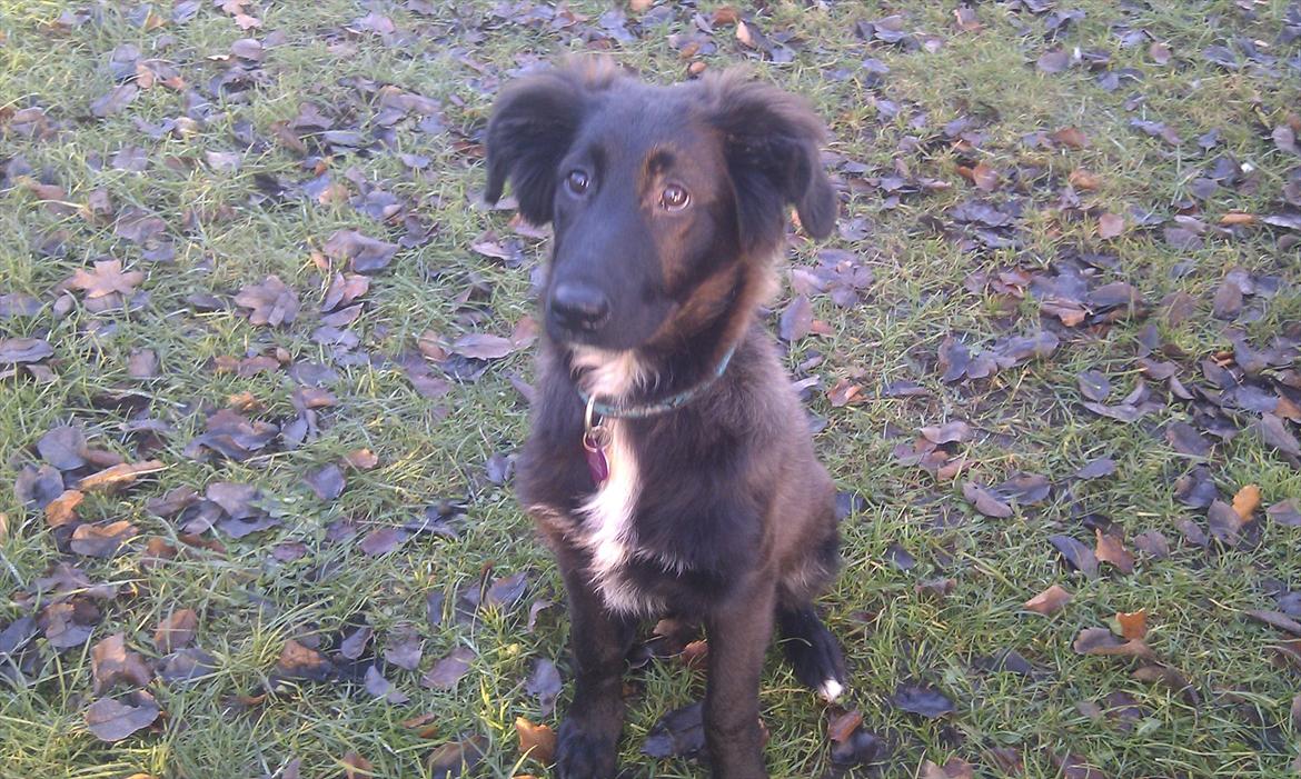 Blanding af racer Ozzie billede 5