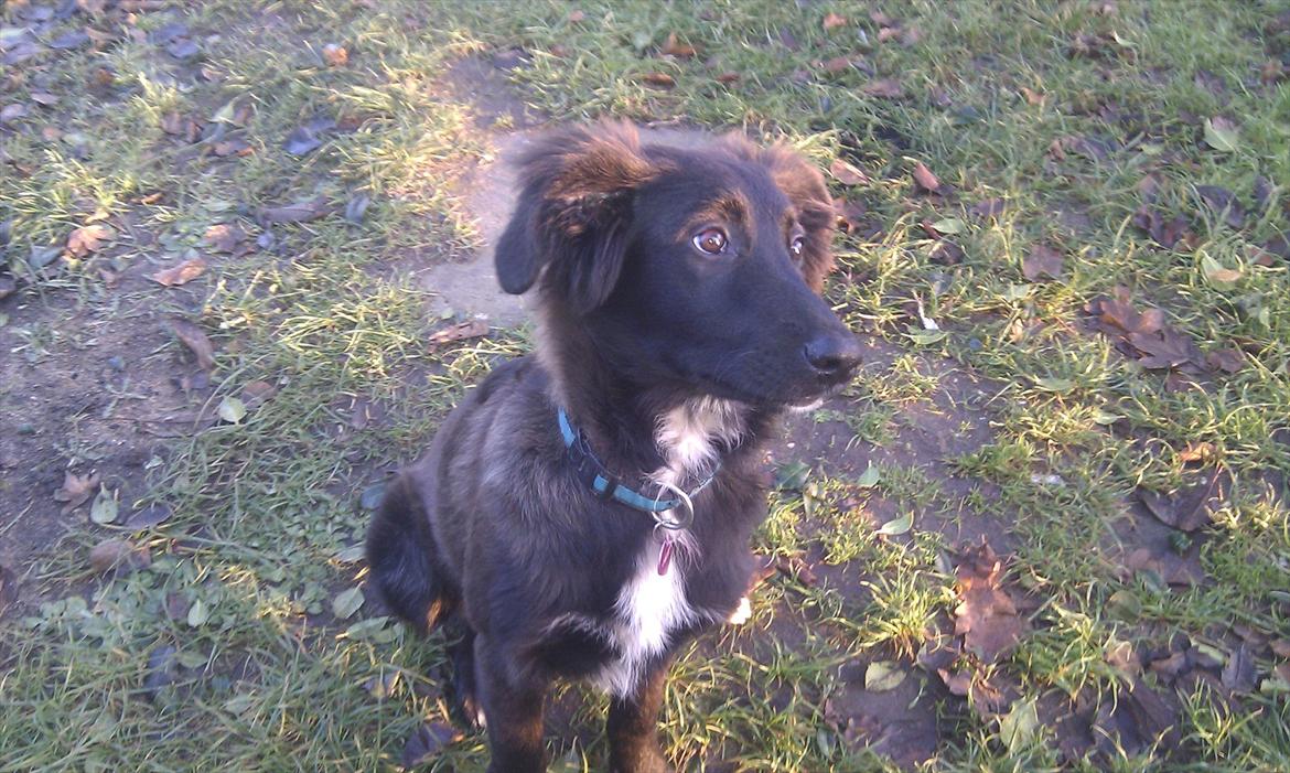 Blanding af racer Ozzie billede 6