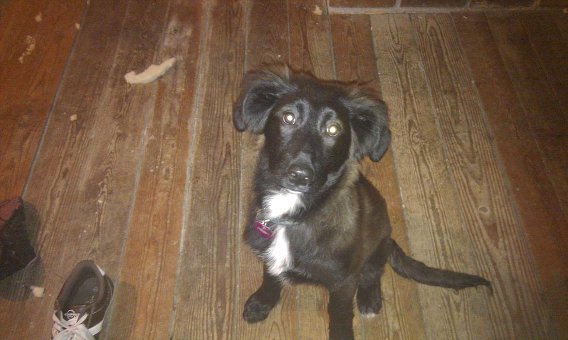 Blanding af racer Ozzie billede 7