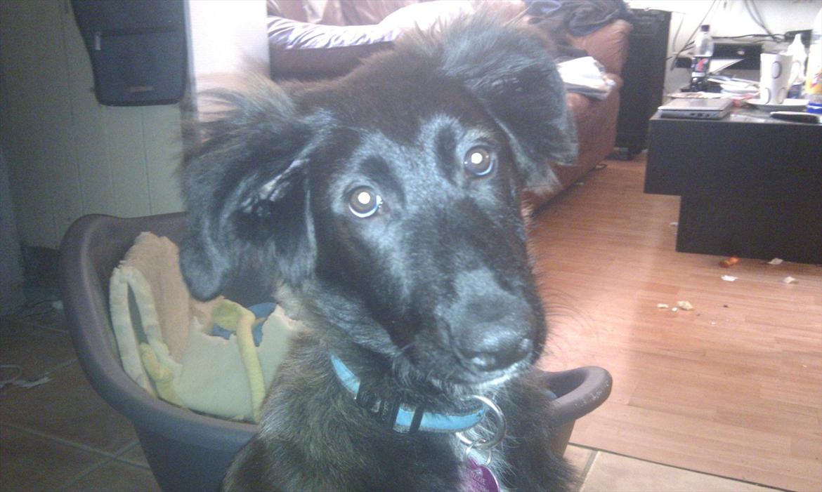 Blanding af racer Ozzie - Sådan ser vi ud når mor lige har sagt at jeg ikke må splitte min madras i atomer, så mor skal feje gulvet igen igen igen. :) billede 8