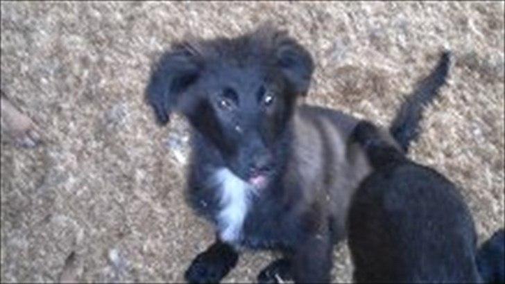 Blanding af racer Ozzie billede 9