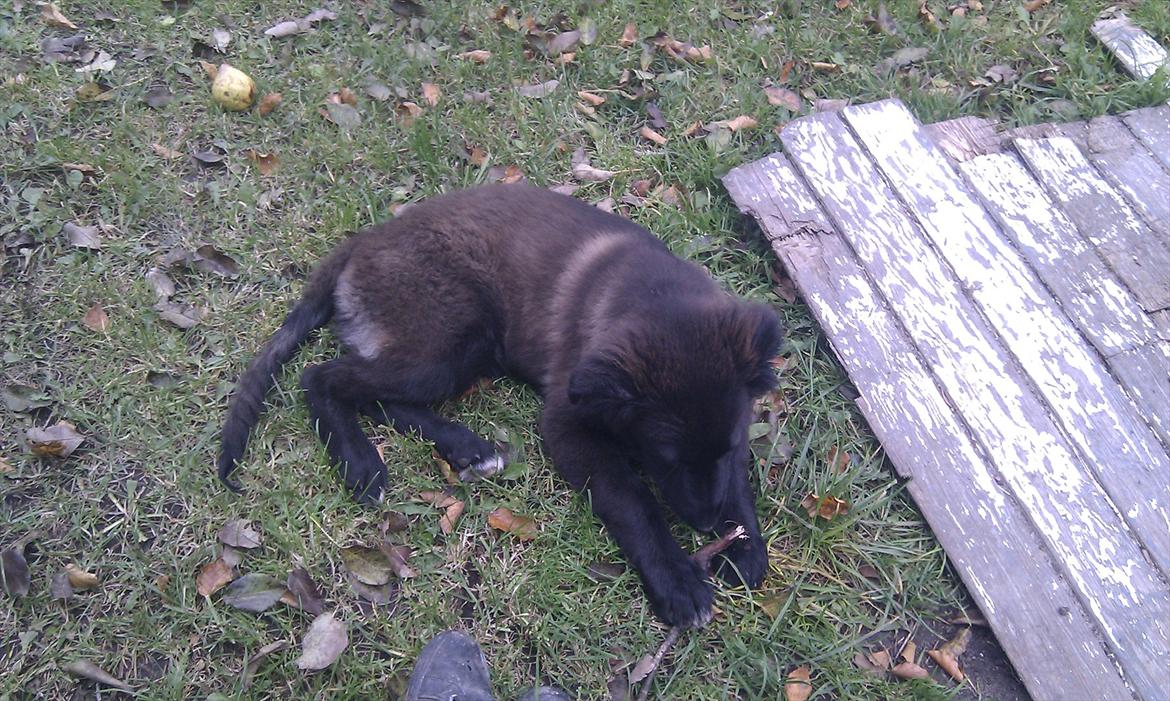 Blanding af racer Ozzie billede 10