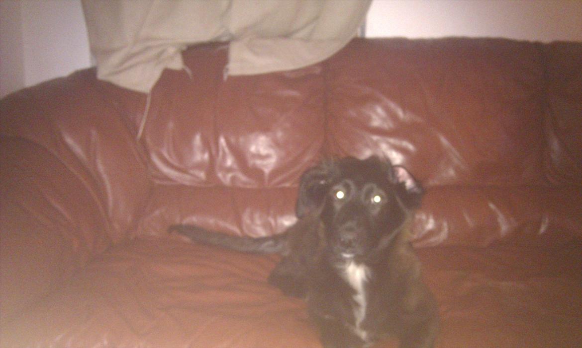 Blanding af racer Ozzie billede 11