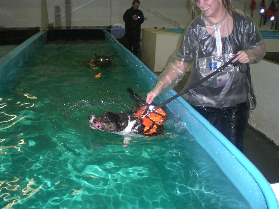 Welsh corgi cardigan Bruunshåbs Jack billede 12