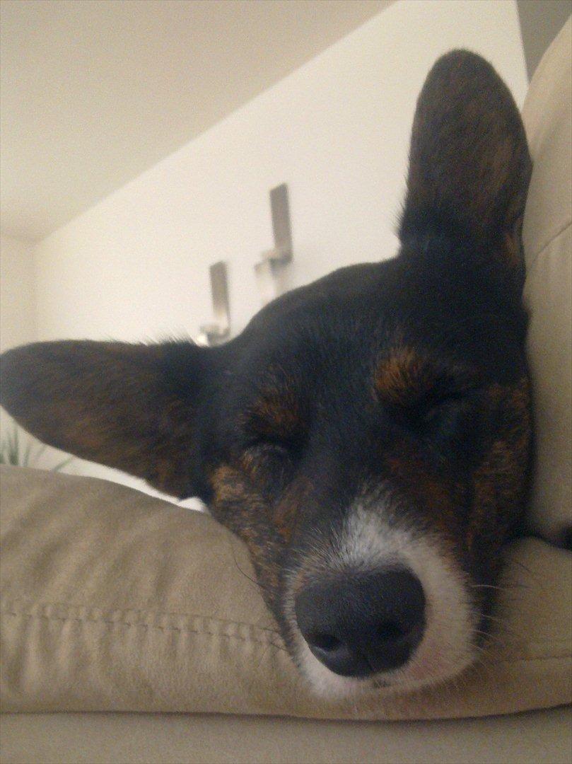 Welsh corgi cardigan Bruunshåbs Jack billede 13