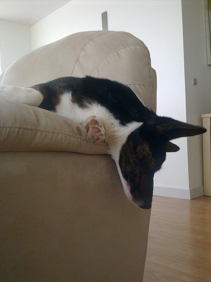 Welsh corgi cardigan Bruunshåbs Jack billede 14