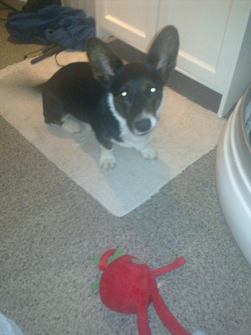 Welsh corgi cardigan Bruunshåbs Jack billede 15