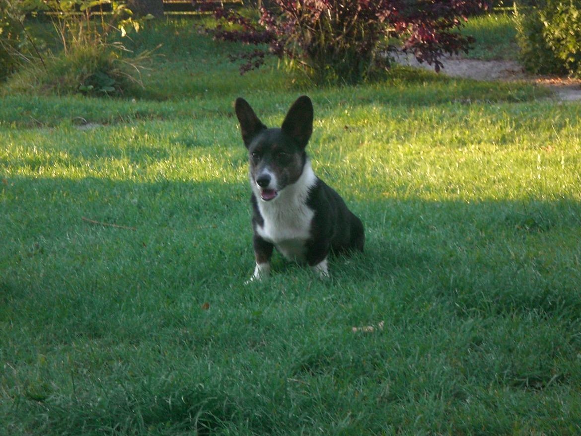 Welsh corgi cardigan Bruunshåbs Jack billede 16