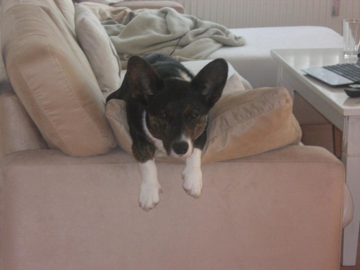 Welsh corgi cardigan Bruunshåbs Jack billede 17