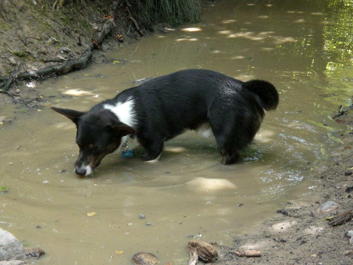 Welsh corgi cardigan Bruunshåbs Jack billede 18