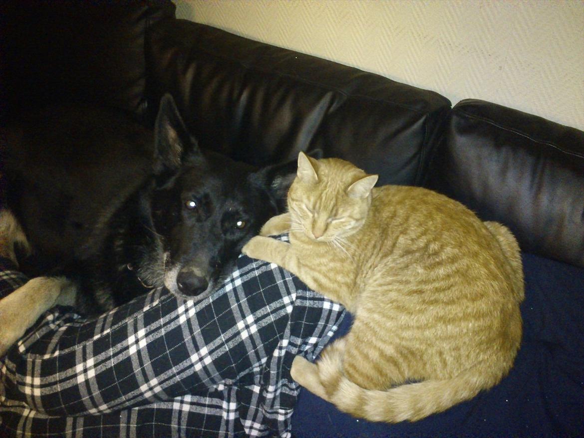 Schæferhund Haubroe Eica billede 18