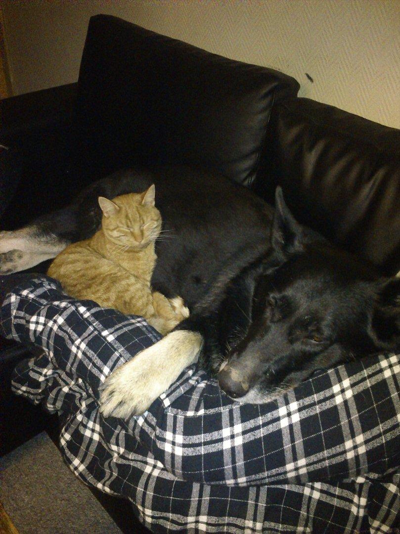 Schæferhund Haubroe Eica billede 19