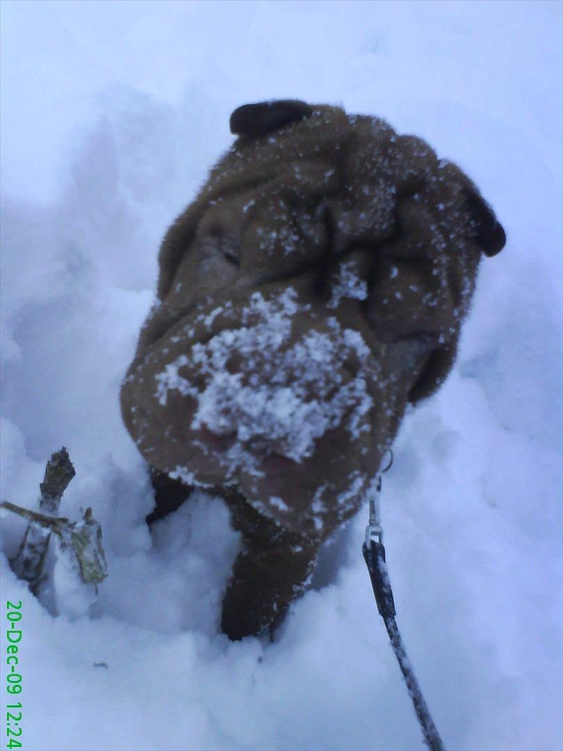 Shar pei Kenzo billede 3