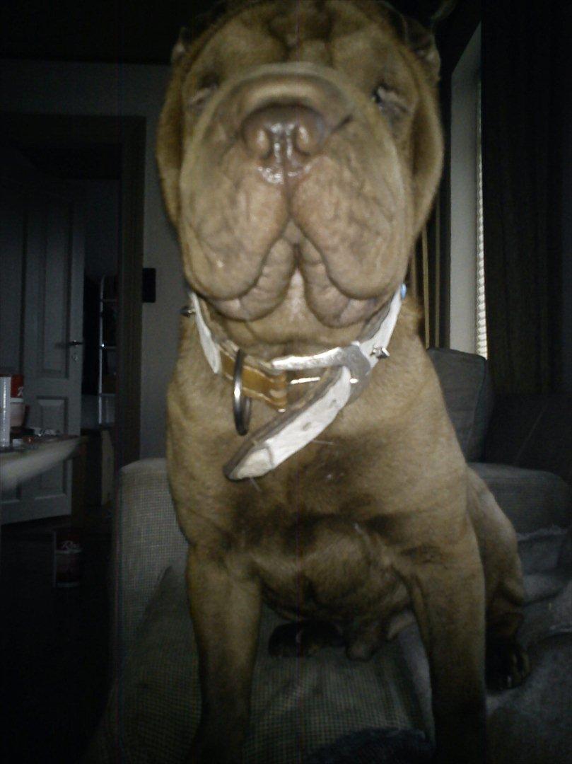 Shar pei Kenzo billede 1