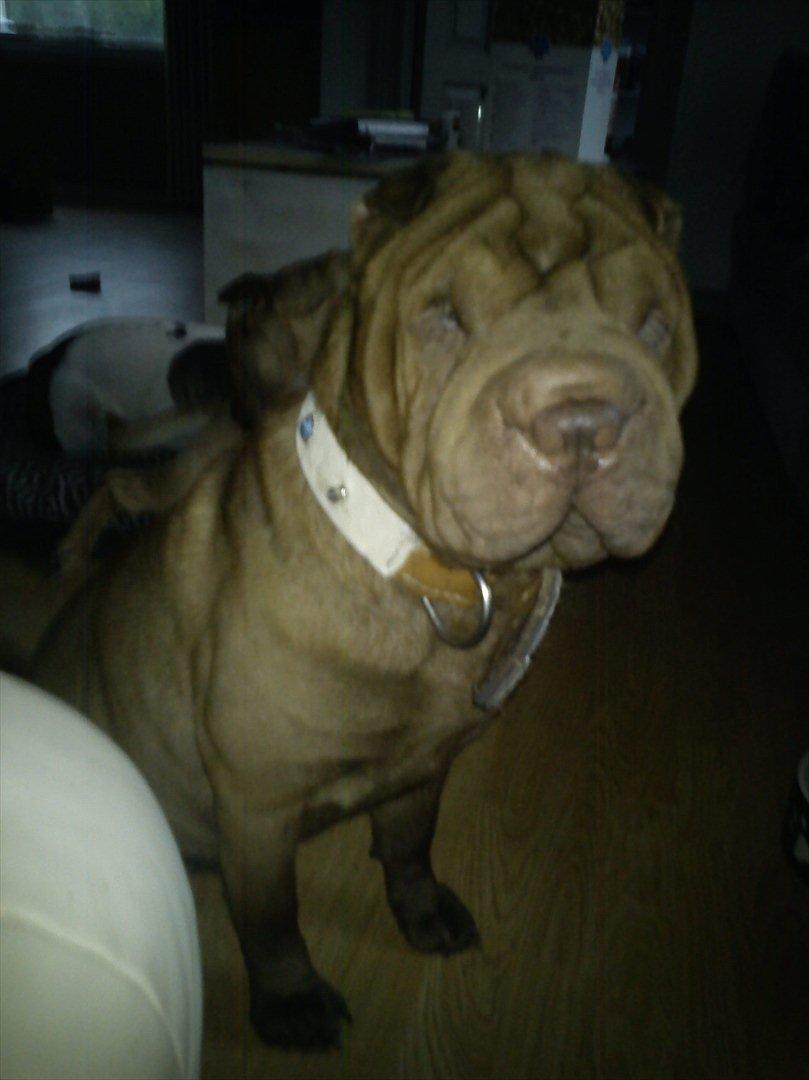 Shar pei Kenzo billede 2